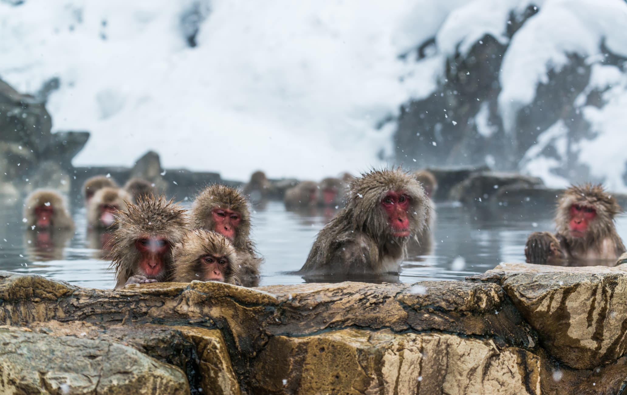 Парк снежных обезьян Дзигокудани