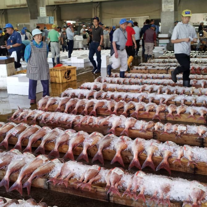 Kagoshima Fish Market Tour